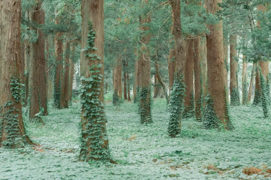 20240715-%ED%99%8B%EC%B9%B4%EC%9D%B4%EB%8F%84_%EC%8B%A0%EA%B6%81-38.jpg?type=w1