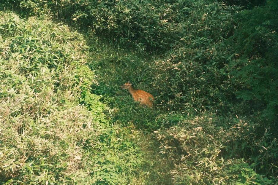 20240713-%EB%85%B8%EB%B3%B4%EB%A6%AC%EB%B2%A0%EC%B8%A0_%EB%8F%84%EC%95%BC%EC%BD%94-40.jpg?type=w1