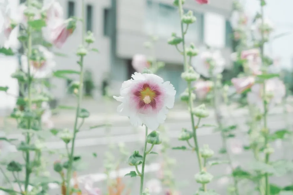 20240715-%ED%99%8B%EC%B9%B4%EC%9D%B4%EB%8F%84_%EC%8B%A0%EA%B6%81-2.jpg?type=w1