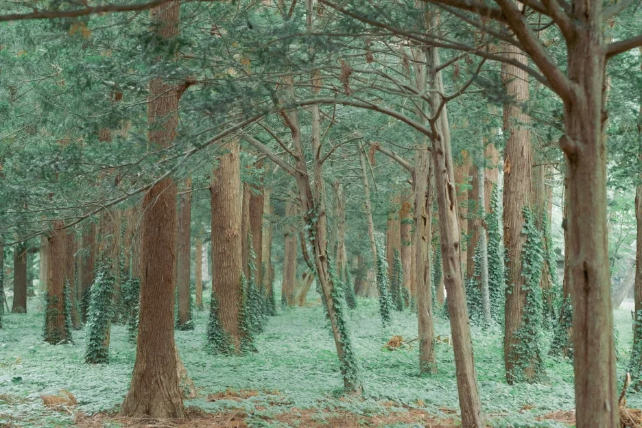 20240715-%ED%99%8B%EC%B9%B4%EC%9D%B4%EB%8F%84_%EC%8B%A0%EA%B6%81-36.jpg?type=w1