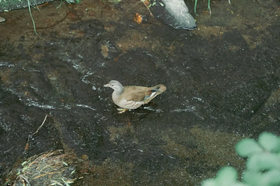 20240715-%ED%99%8B%EC%B9%B4%EC%9D%B4%EB%8F%84_%EC%8B%A0%EA%B6%81-40.jpg?type=w1