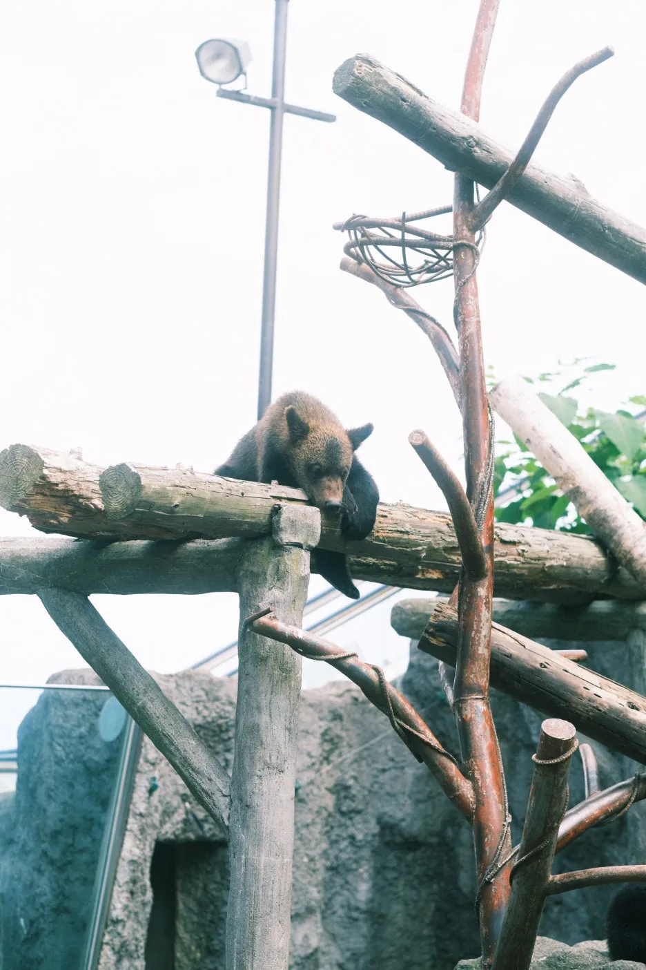 20240713-%EB%85%B8%EB%B3%B4%EB%A6%AC%EB%B2%A0%EC%B8%A0_%EB%8F%84%EC%95%BC%EC%BD%94-44.jpg?type=w1