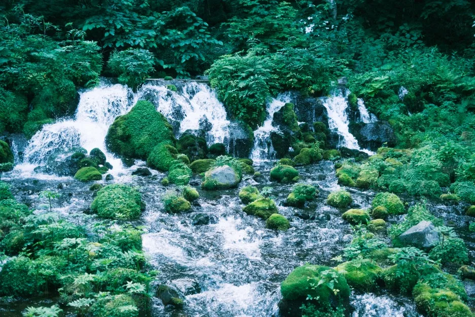 20240713-%EB%85%B8%EB%B3%B4%EB%A6%AC%EB%B2%A0%EC%B8%A0_%EB%8F%84%EC%95%BC%EC%BD%94-77.jpg?type=w1