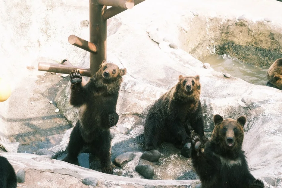 20240713-%EB%85%B8%EB%B3%B4%EB%A6%AC%EB%B2%A0%EC%B8%A0_%EB%8F%84%EC%95%BC%EC%BD%94-57.jpg?type=w1