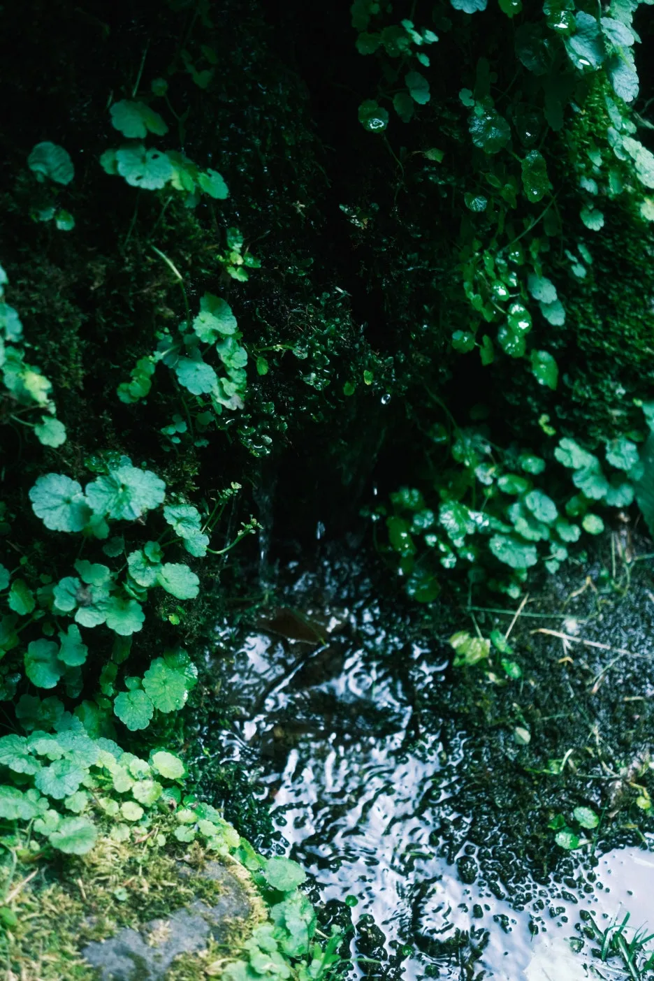 20240713-%EB%85%B8%EB%B3%B4%EB%A6%AC%EB%B2%A0%EC%B8%A0_%EB%8F%84%EC%95%BC%EC%BD%94-81.jpg?type=w1