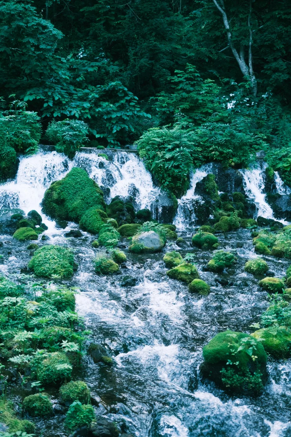 20240713-%EB%85%B8%EB%B3%B4%EB%A6%AC%EB%B2%A0%EC%B8%A0_%EB%8F%84%EC%95%BC%EC%BD%94-78.jpg?type=w1