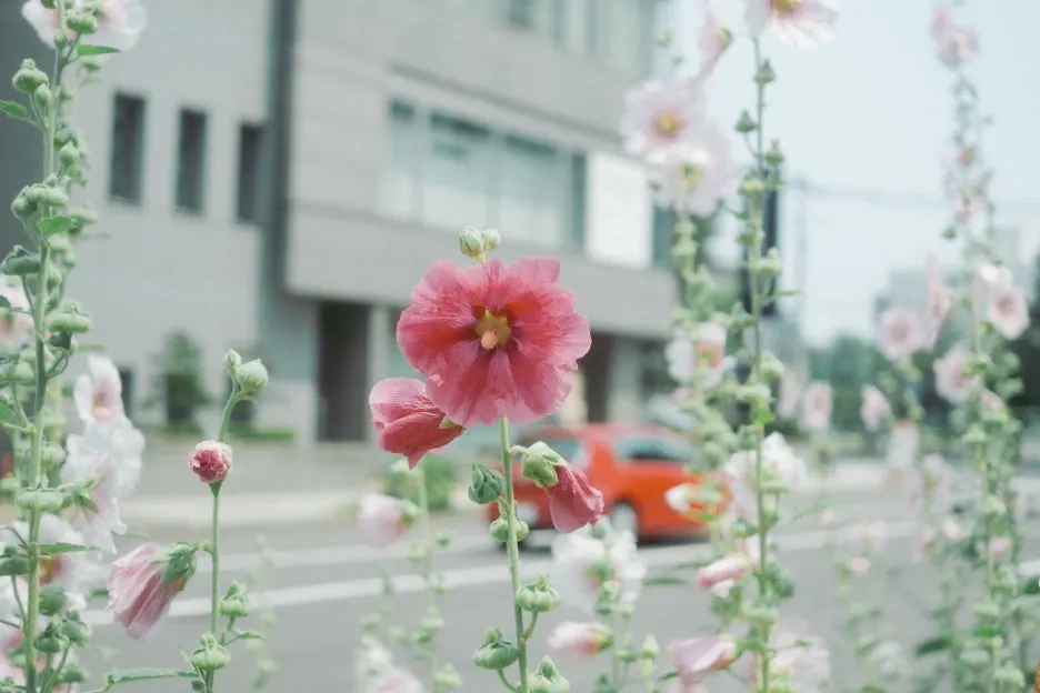 20240715-%ED%99%8B%EC%B9%B4%EC%9D%B4%EB%8F%84_%EC%8B%A0%EA%B6%81.jpg?type=w1