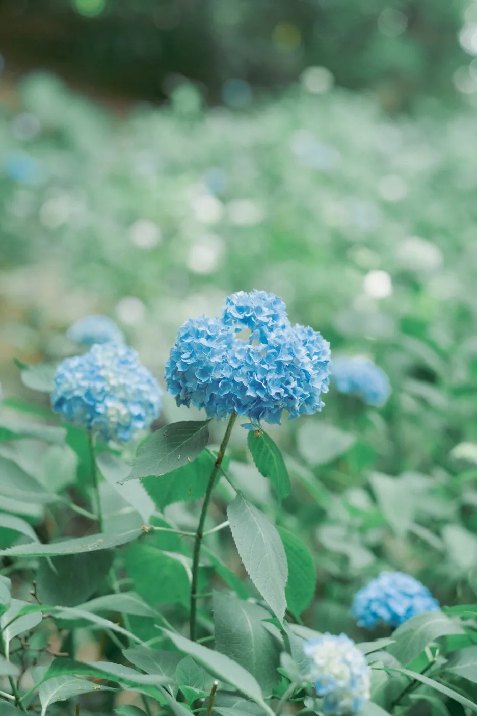 20240715-%ED%99%8B%EC%B9%B4%EC%9D%B4%EB%8F%84_%EC%8B%A0%EA%B6%81-46.jpg?type=w1