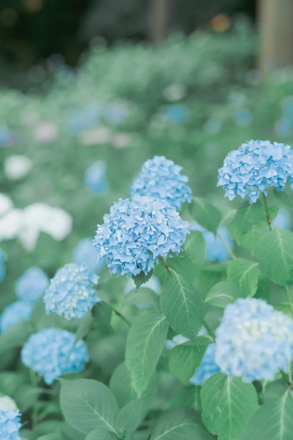 20240715-%ED%99%8B%EC%B9%B4%EC%9D%B4%EB%8F%84_%EC%8B%A0%EA%B6%81-48.jpg?type=w1