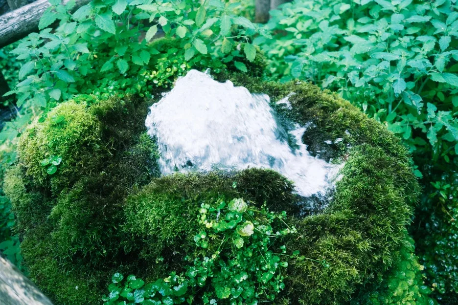 20240713-%EB%85%B8%EB%B3%B4%EB%A6%AC%EB%B2%A0%EC%B8%A0_%EB%8F%84%EC%95%BC%EC%BD%94-79.jpg?type=w1