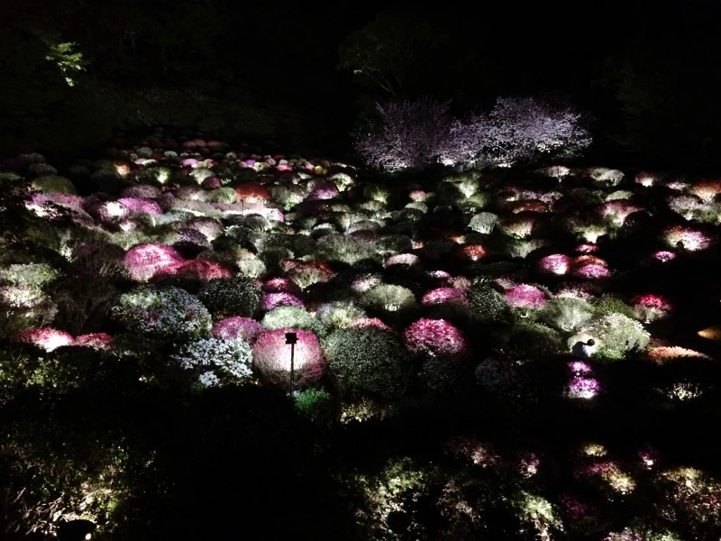 SE%EF%BC%8Dc3d3b2cc%EF%BC%8D89c4%EF%BC%8D448a%EF%BC%8Db42f%EF%BC%8D85cfdf252dd2.jpg?type=w1