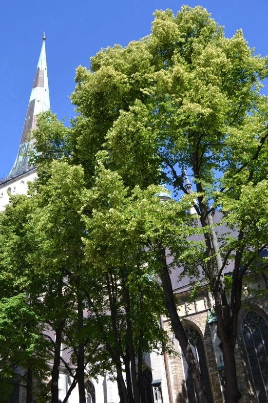 DSC_0409.JPG?type=w1