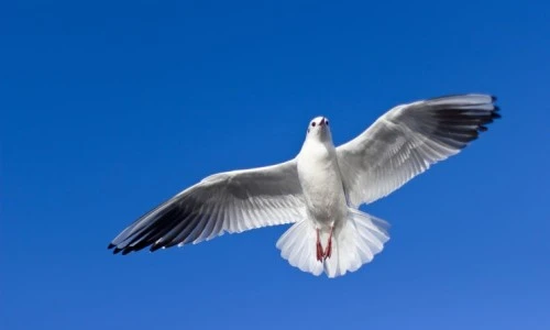 1535565.jpg?type=w2%22&type=ff500_300