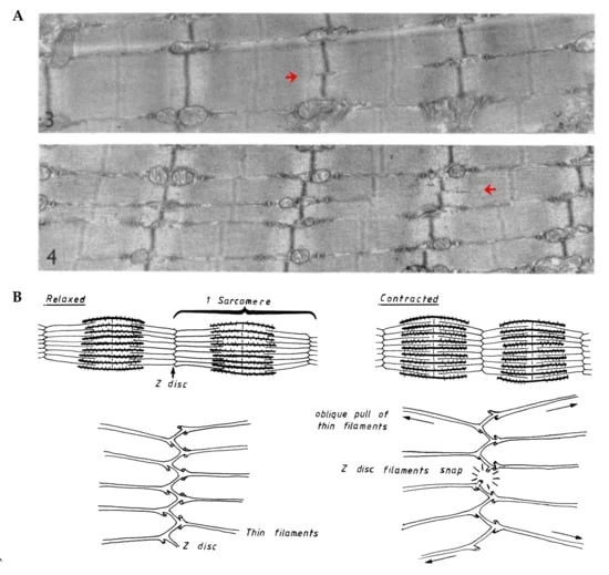 cells-09-01658-g008-550.jpg?type=w1600