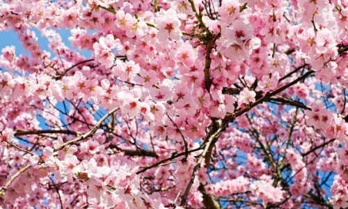 ?src=%22https%3A%2F%2Fblogthumb.pstatic.net%2FMjAxODA0MDRfMTU0%2FMDAxNTIyODAzNTE5NjU1.xgZw6uZgPfRZbqxbuGkm5h51yUeXFmM7jyWmo_GDfyQg.THa7JXdU7p8erPsaQYcFVn2ZhApz-t75zCVaubFZtZ0g.JPEG.bohye77%2Fjapanese-cherry-trees-3063992_1280.jpg%3Ftype%3Dw2%22&type=ff500_300