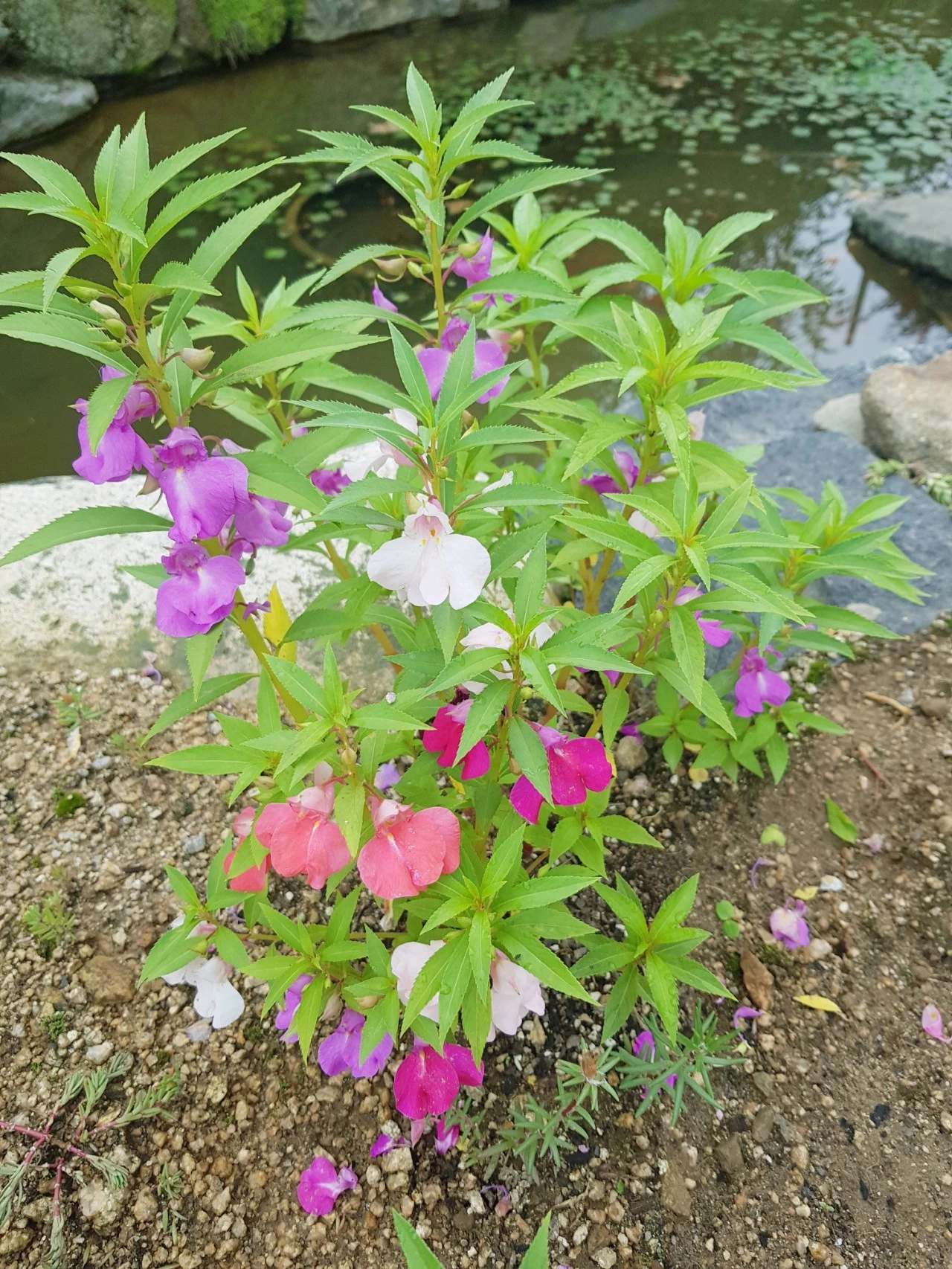 20210705%EF%BC%BF083446.jpg?type=w1600