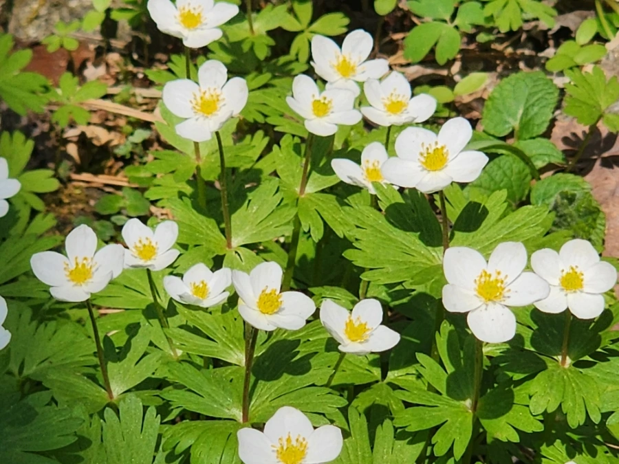 900%EF%BC%BF20250426%EF%BC%BF132532.jpg?type=w1