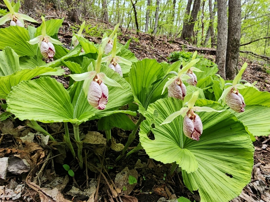 900%EF%BC%BF20250505%EF%BC%BF102023.jpg?type=w1