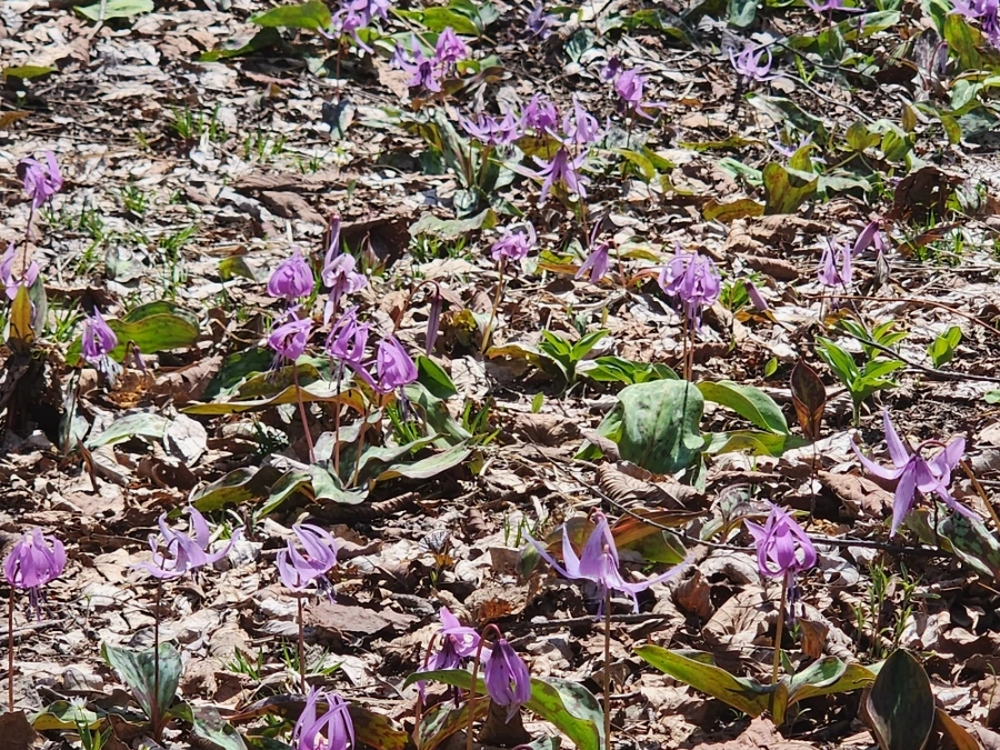 900%EF%BC%BF20250426%EF%BC%BF114853.jpg?type=w1