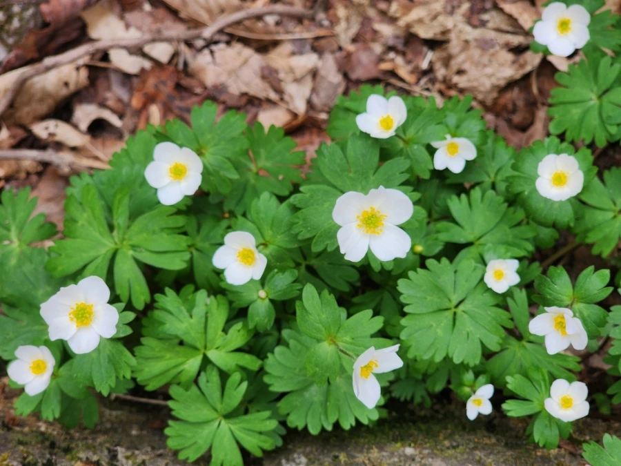 900%EF%BC%BF20250501%EF%BC%BF080457.jpg?type=w1