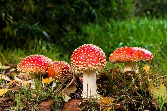 fly-agaric-516281_1280.jpg?type=w580