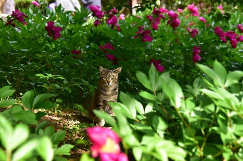 작양 꽃밭 고양이 (12).JPG