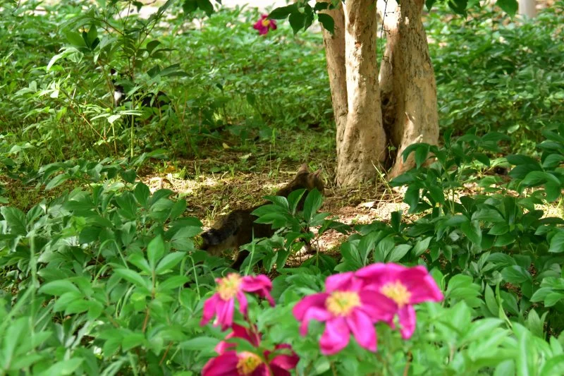 작양 꽃밭 고양이 (6).JPG