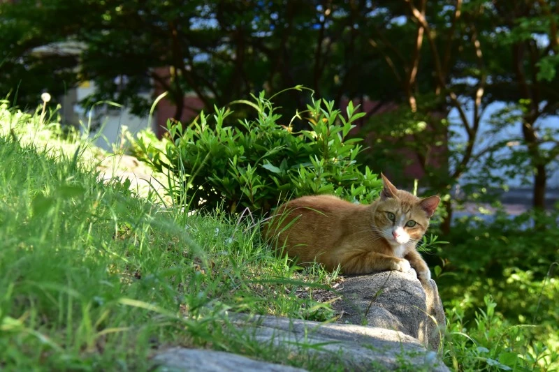고양이 아무렇지 않다 (10).JPG