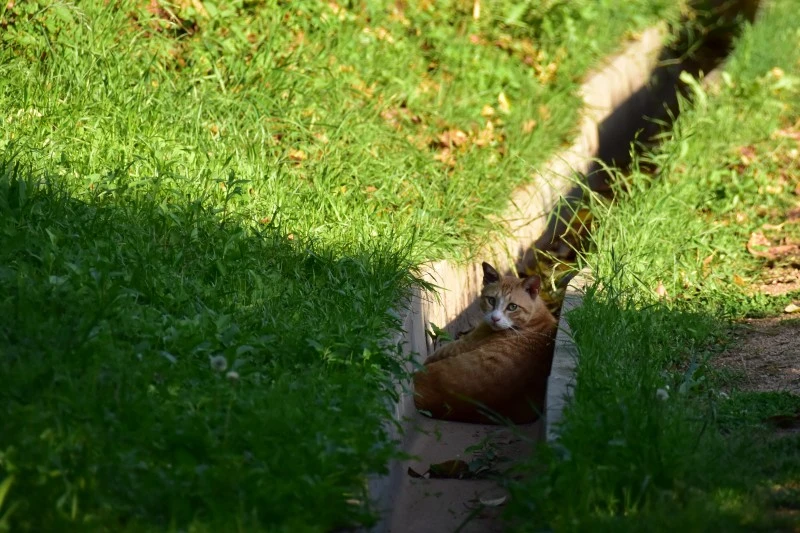 고양이 아무렇지 않다 (4).JPG