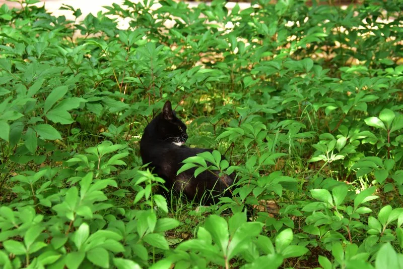 작양 꽃밭 고양이 (8).JPG