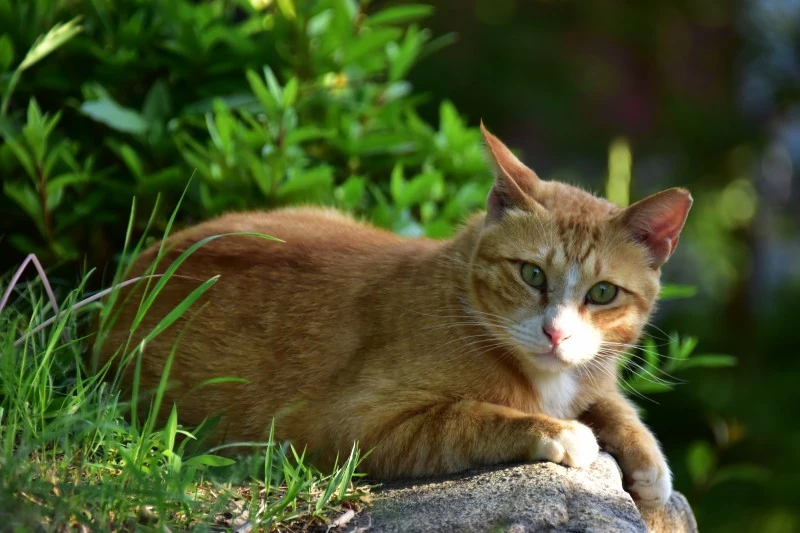 고양이 아무렇지 않다 (11).JPG