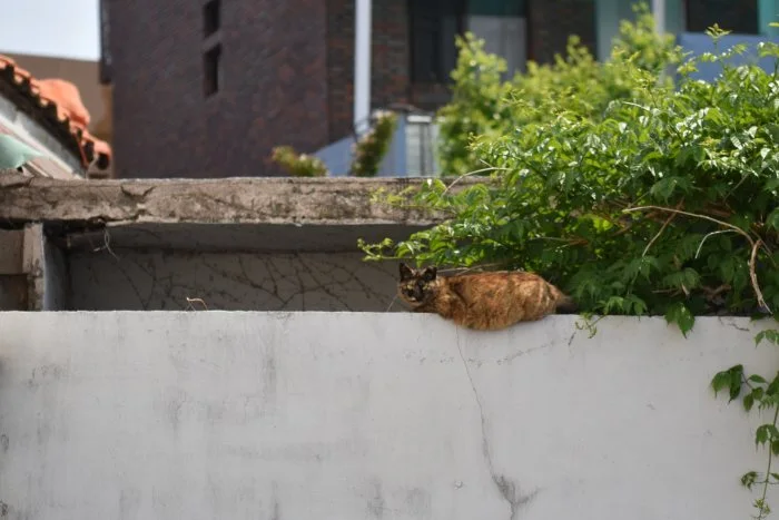 고양이 담장.JPG