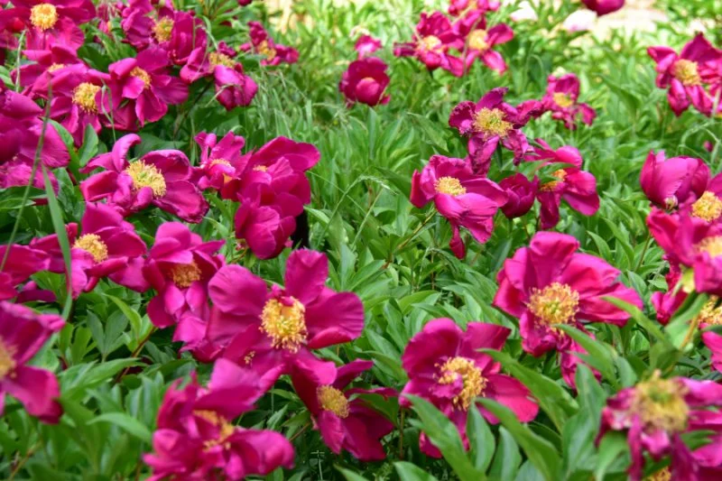 작양 꽃밭 고양이 (2).JPG