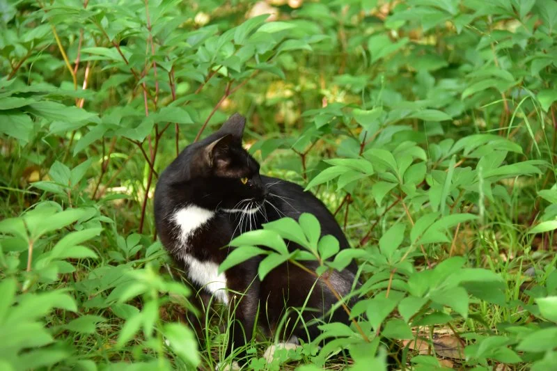 작양 꽃밭 고양이 (7).JPG