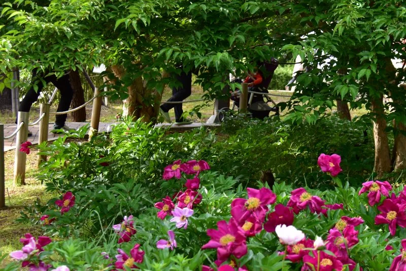 작양 꽃밭 고양이 (4).JPG