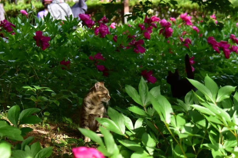 작양 꽃밭 고양이 (11).JPG