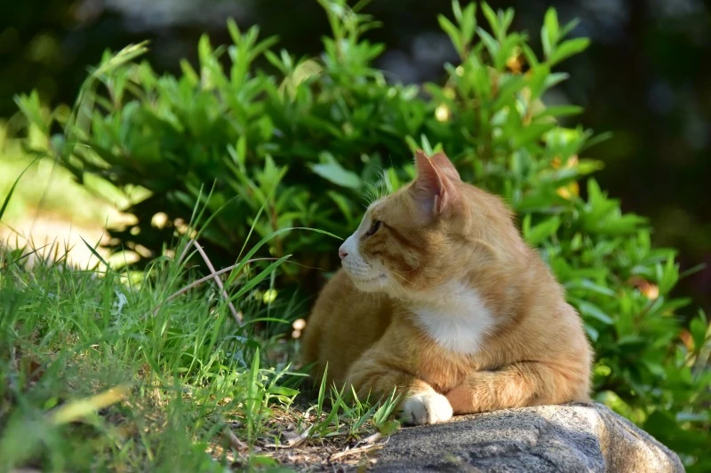 고양이 아무렇지 않다 (1).JPG