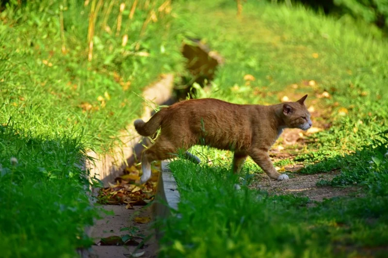 고양이 아무렇지 않다 (5).JPG