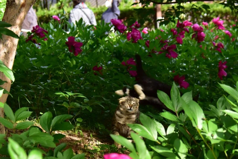 작양 꽃밭 고양이 (10).JPG