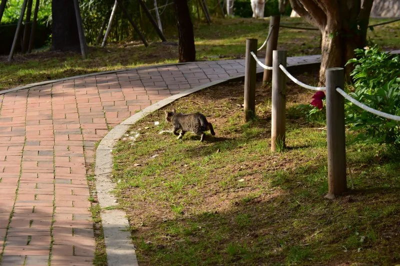 작양 꽃밭 고양이 (1).JPG