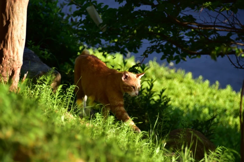 고양이 아무렇지 않다 (6).JPG