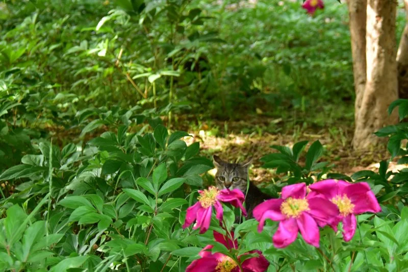 작양 꽃밭 고양이 (5).JPG