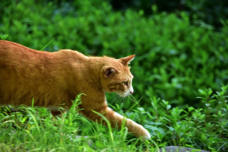 고양이 아무렇지 않다 (7).JPG