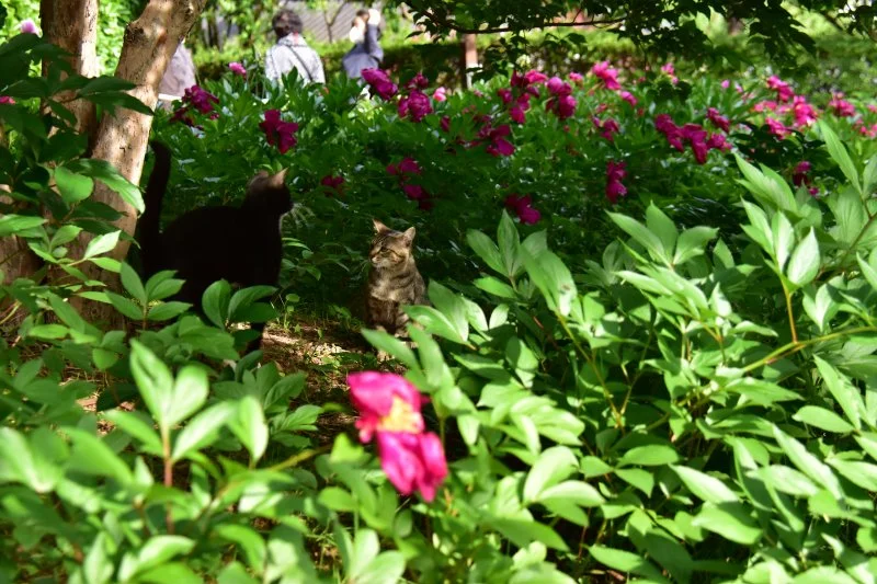 작양 꽃밭 고양이 (9).JPG