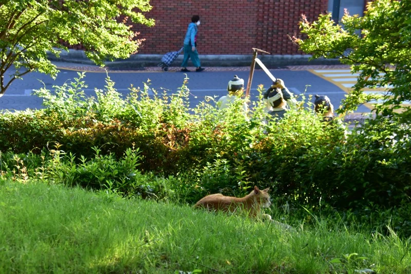 고양이 아무렇지 않다 (9).JPG