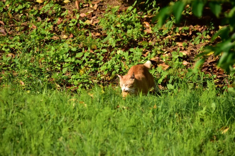 고양이 아무렇지 않다 (2).JPG