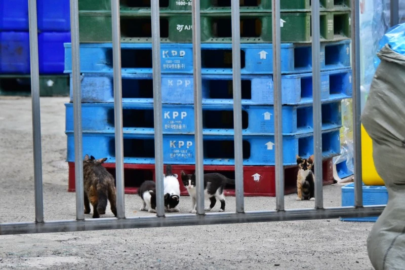 20220709 반여 삼어마을 (199).JPG