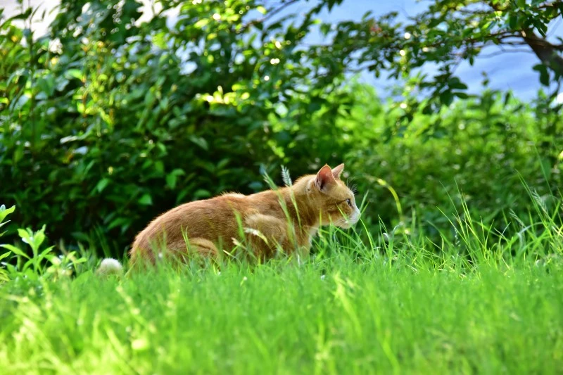 고양이 아무렇지 않다 (8).JPG