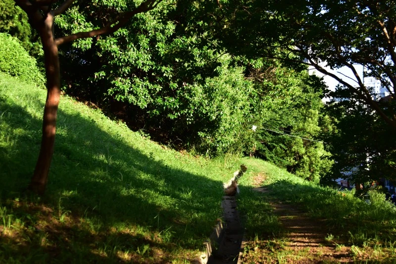 고양이 아무렇지 않다 (3).JPG
