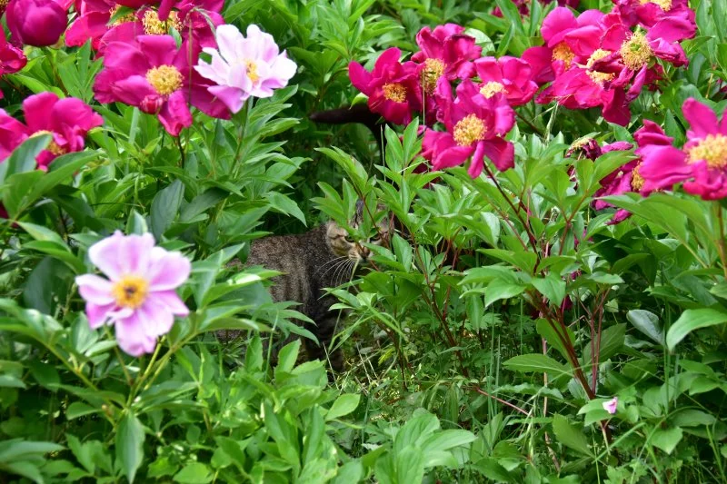 작양 꽃밭 고양이 (3).JPG
